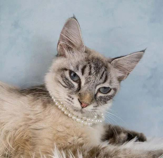 An adult medium-sized female Domestic Medium Hair cat named Darby for adoption in Kennesaw, GA
