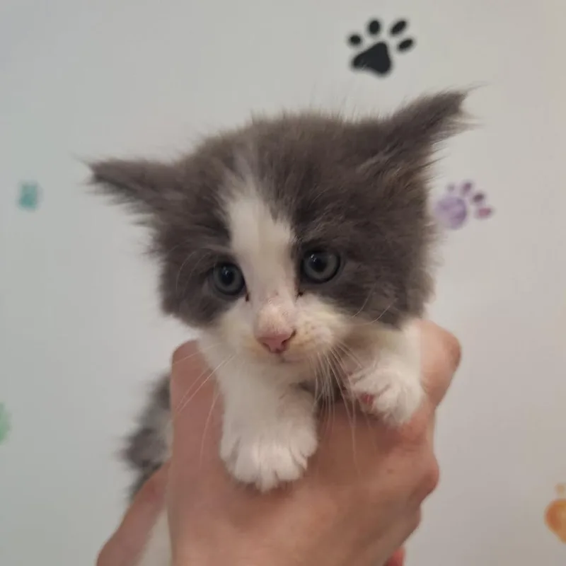 A baby small-sized female Gray / Blue / Silver Domestic Short Hair cat named Bernadette for adoption in Albert Lea, MN