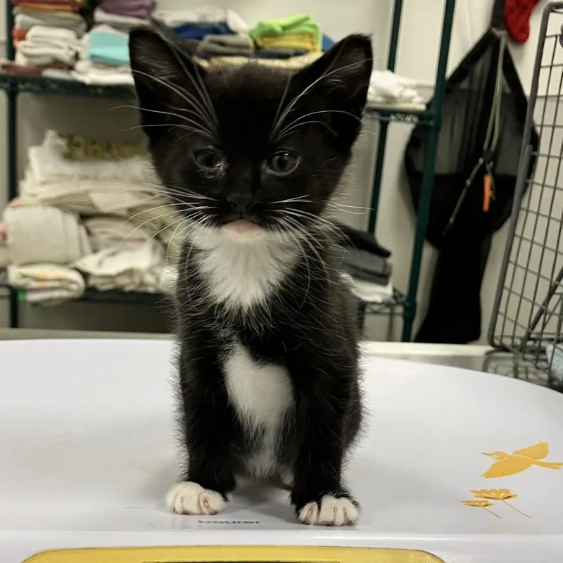 A baby small-sized male Black Domestic Short Hair cat named Ganesha for adoption in Las Cruces, NM