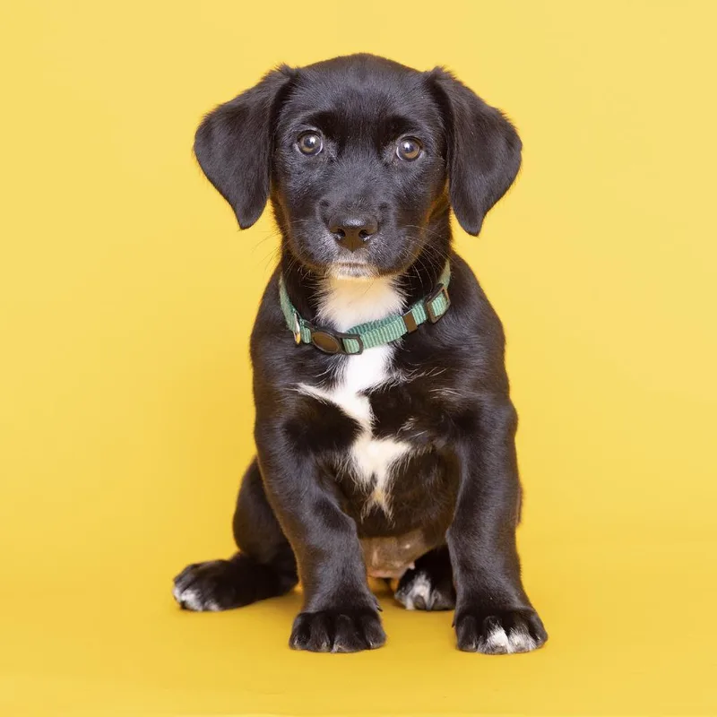 A baby small-sized female Black Mixed Breed dog named Honey for adoption in Franklin, TN