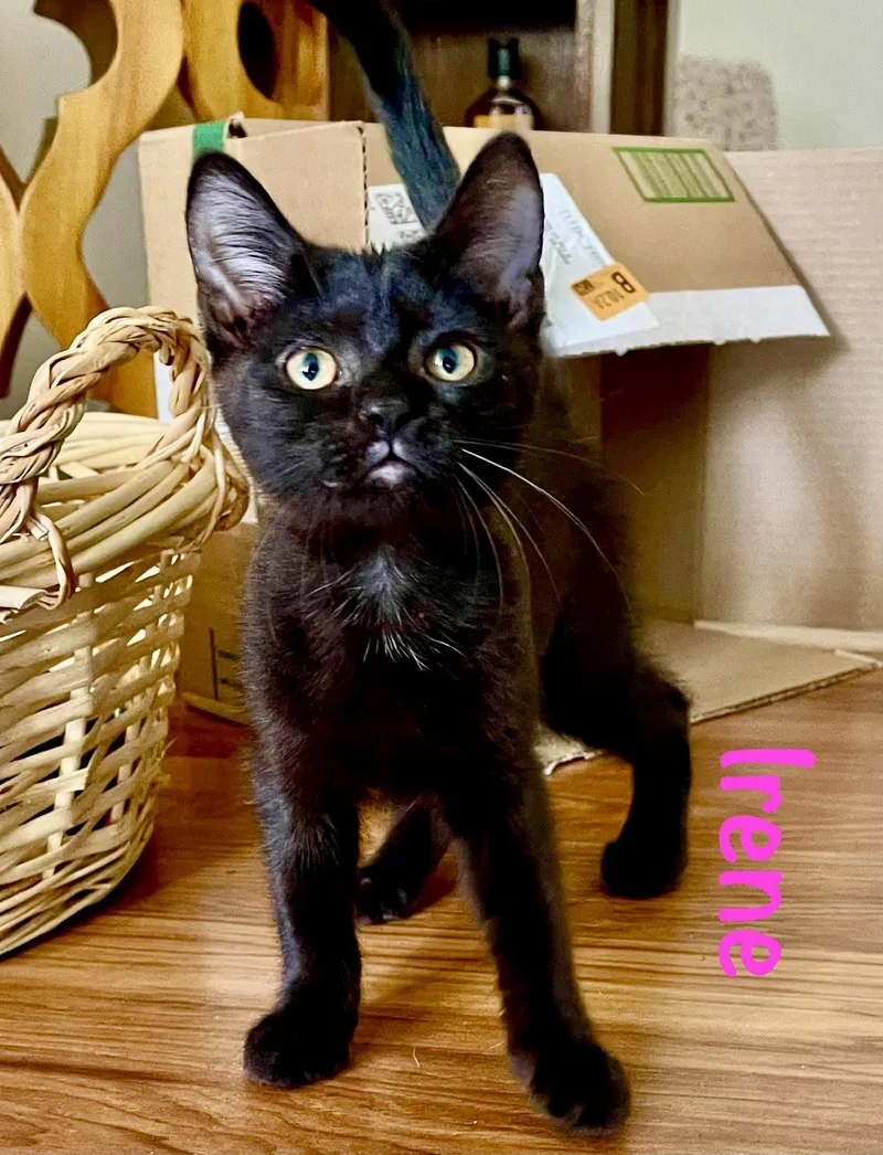 A baby medium-sized male Black Domestic Short Hair cat named Irene for adoption in Reston, VA