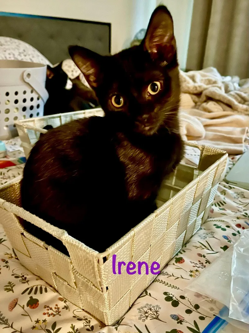 Irene thumbnail 3