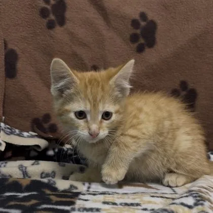 A baby small-sized male Domestic Short Hair cat named Jethro for adoption in Janesville, WI