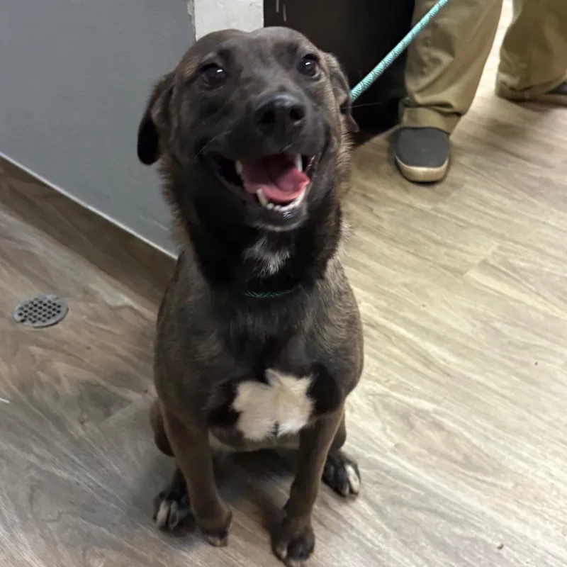 A young small-sized female Labrador Retriever dog named Bea for adoption in San Jacinto, CA