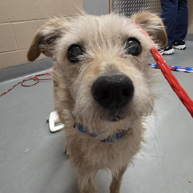 An adult small-sized female Brown / Chocolate Terrier dog named Maya for adoption in Tacoma, WA