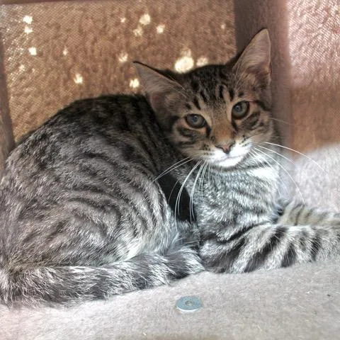 A baby medium-sized male Gray / Blue / Silver Domestic Short Hair cat named Timmy for adoption in Birmingham, AL
