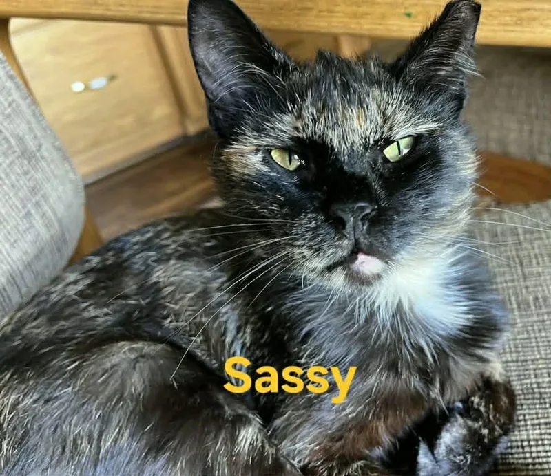 Sassy thumbnail 2