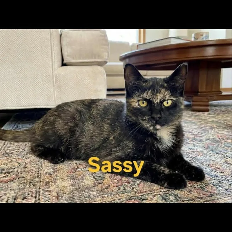 Sassy thumbnail 3