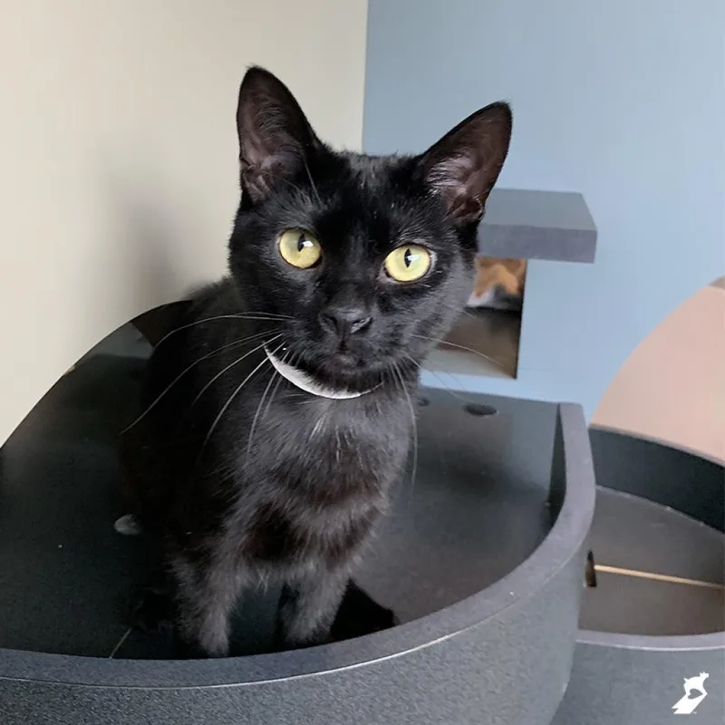 A senior medium-sized male Black Domestic Short Hair cat named Bubba for adoption in Murray, UT