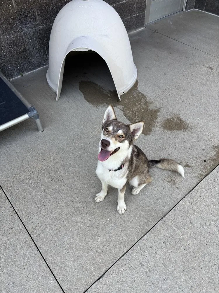 An adult medium-sized female Husky dog named Venus for adoption in Kalamazoo, MI