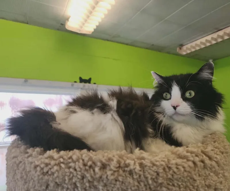 An adult medium-sized female Black & White / Tuxedo Domestic Long Hair cat named Yzma for adoption in Evansville, IN