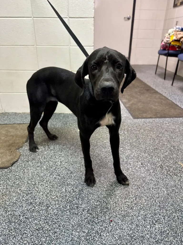 A young large-sized female Mixed Breed dog named Virtue for adoption in Tifton, GA