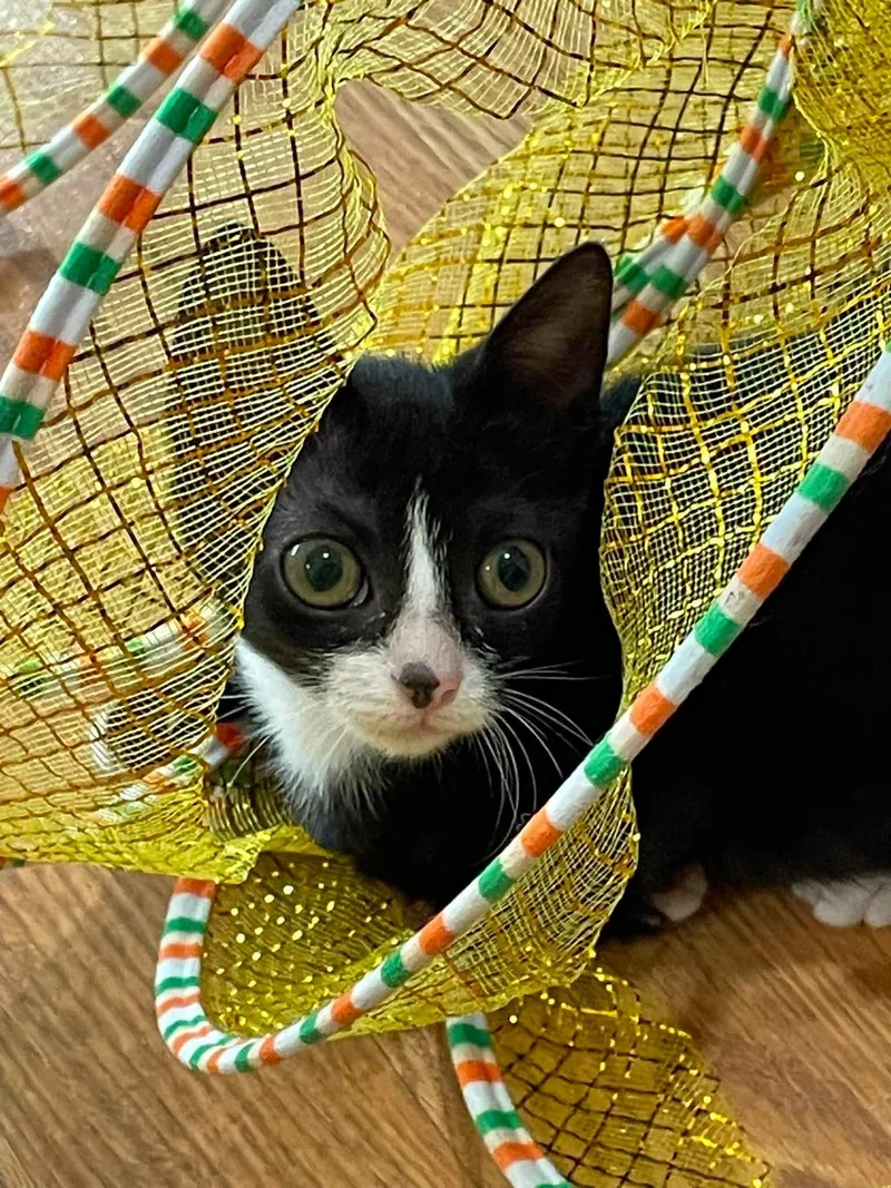 A baby medium-sized female Black & White / Tuxedo Domestic Short Hair cat named Solei for adoption in Concord, NC