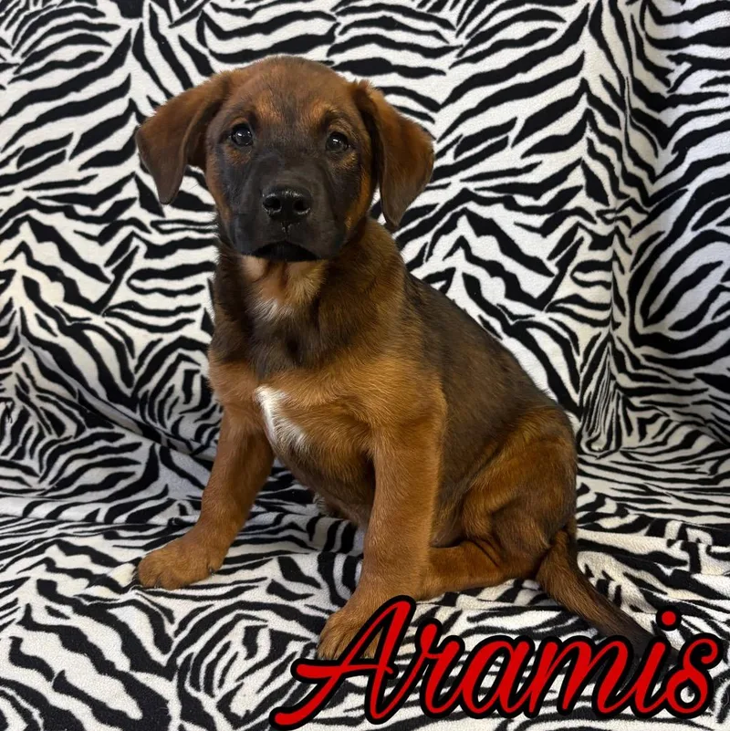 A baby medium-sized male Pit Bull Terrier dog named Aremis for adoption in Hillsboro, OH