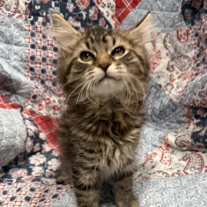 A baby small-sized female Brown / Chocolate Domestic Long Hair cat named Bloom for adoption in Smithville, TN