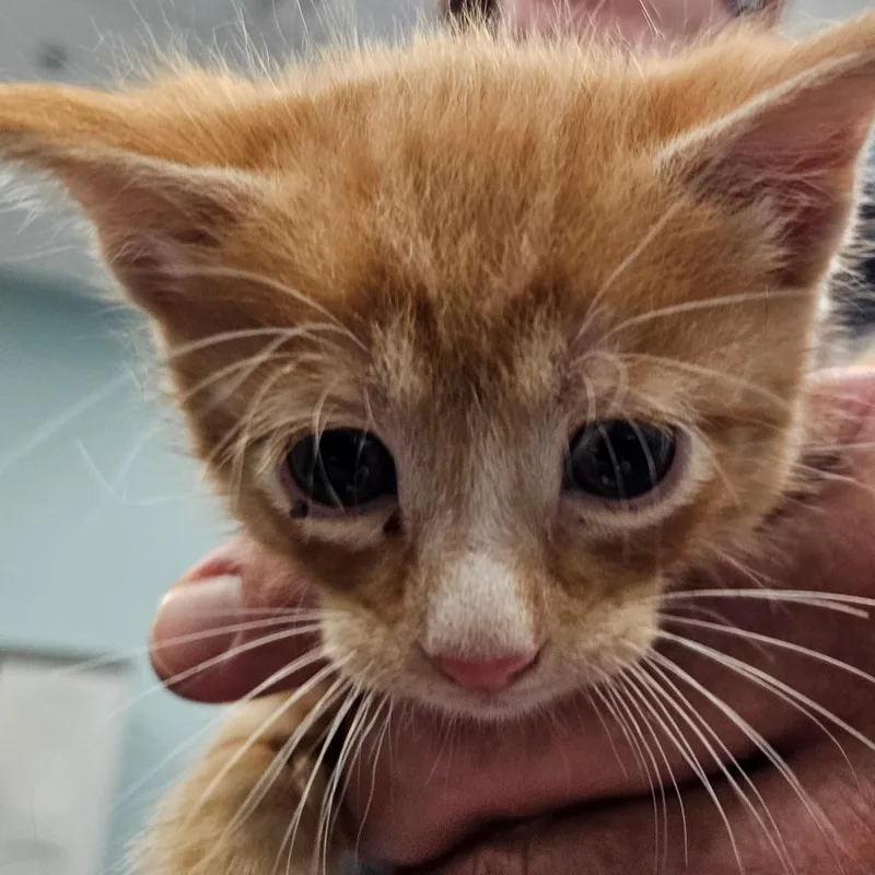 A baby small-sized male Brown / Chocolate Domestic Short Hair cat named Country for adoption in Greensboro, NC