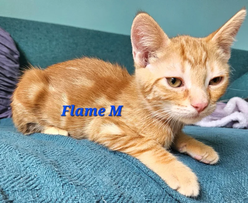 A baby medium-sized male Orange & White Tabby cat named Flame for adoption in Springfield, OR