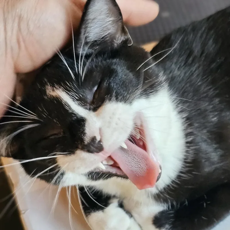 Croissant thumbnail 3