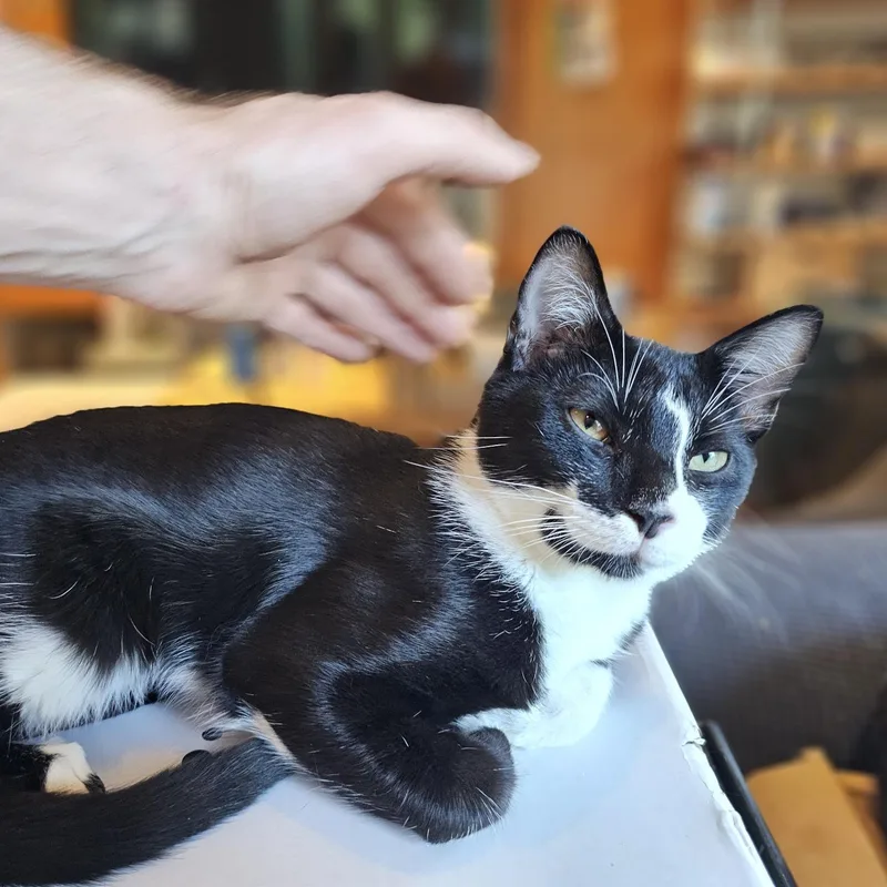 Croissant thumbnail 4