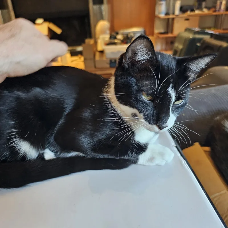Croissant thumbnail 5