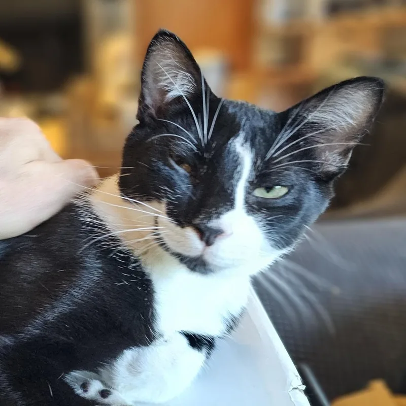 Croissant thumbnail 6
