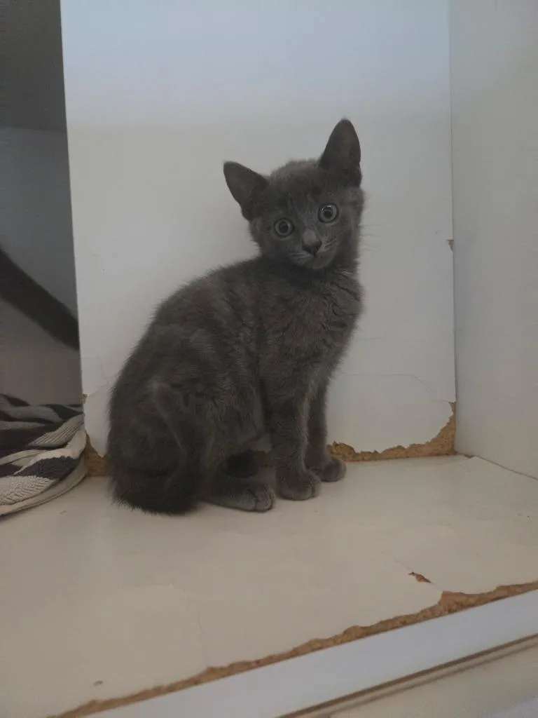 A baby small-sized female Domestic Short Hair cat named Granny for adoption in Hyde Park, NY