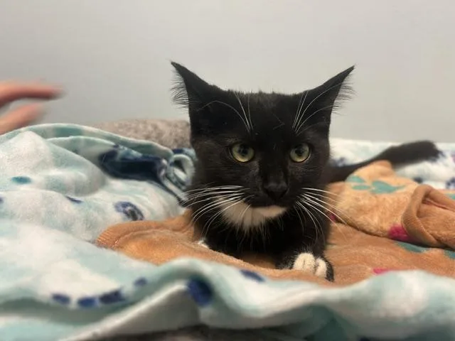 A baby medium-sized female Domestic Short Hair cat named Bangles for adoption in Chicago, IL