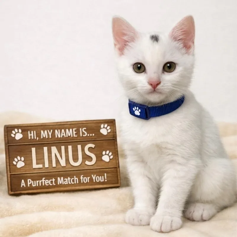 A baby small-sized male White Domestic Short Hair cat named Linus for adoption in Huntsville, AL