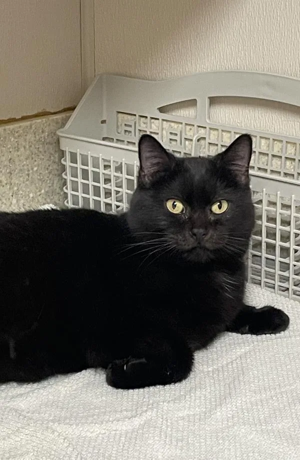 Maisie The Walrus thumbnail 2