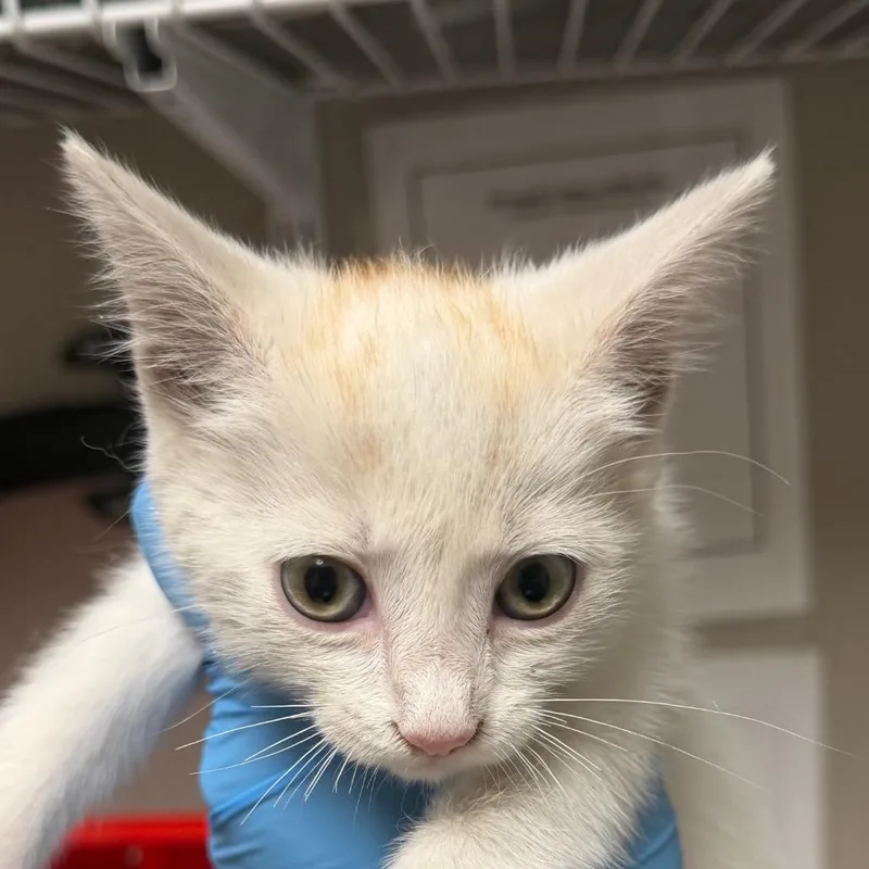 A baby small-sized female White Domestic Short Hair cat named Radisson for adoption in Yuma, AZ
