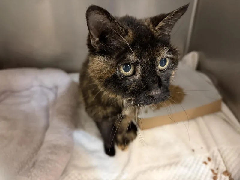 A senior medium-sized female Domestic Medium Hair cat named Hilly for adoption in Tulsa, OK