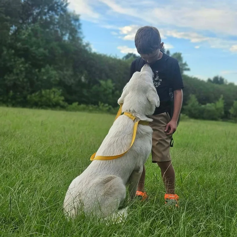 An adult large-sized female Labrador Retriever dog named Sneaux for adoption in Bethpage, NY