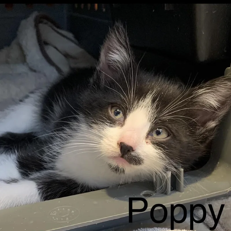A baby small-sized female Black Domestic Short Hair cat named Poppy for adoption in Danbury, CT