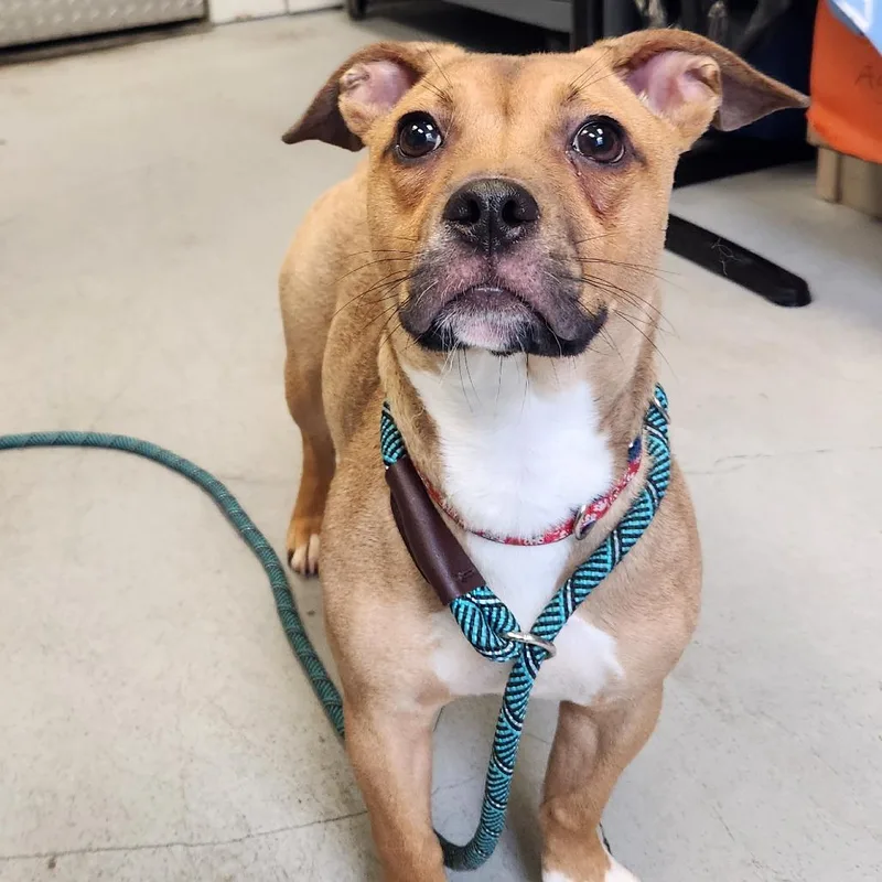 A young small-sized female Brown / Chocolate Mixed Breed dog named Honey for adoption in Charlottesville, VA