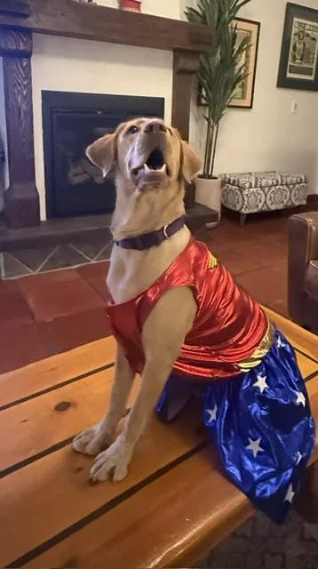 A young medium-sized female Labrador Retriever dog named Marley for adoption in Concord, CA