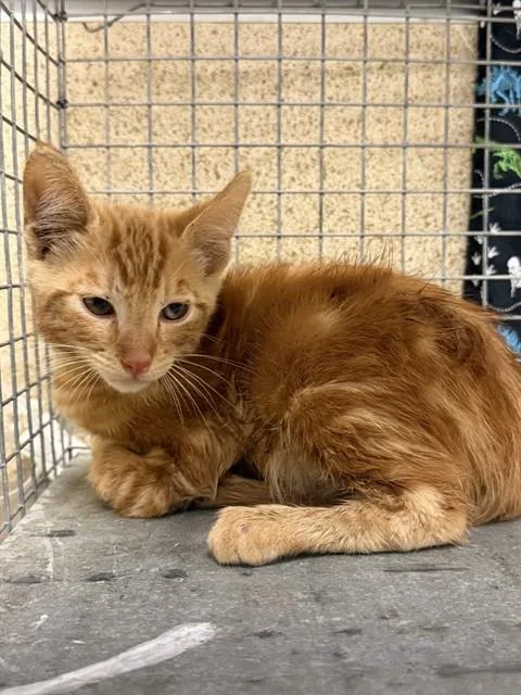 A baby small-sized male Domestic Short Hair cat named Ham for adoption in Riverside, CA