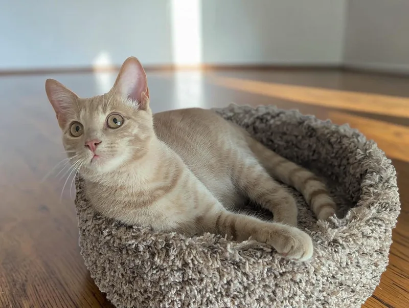 A baby medium-sized male Domestic Short Hair cat named Jalapeno for adoption in Fort Worth, TX
