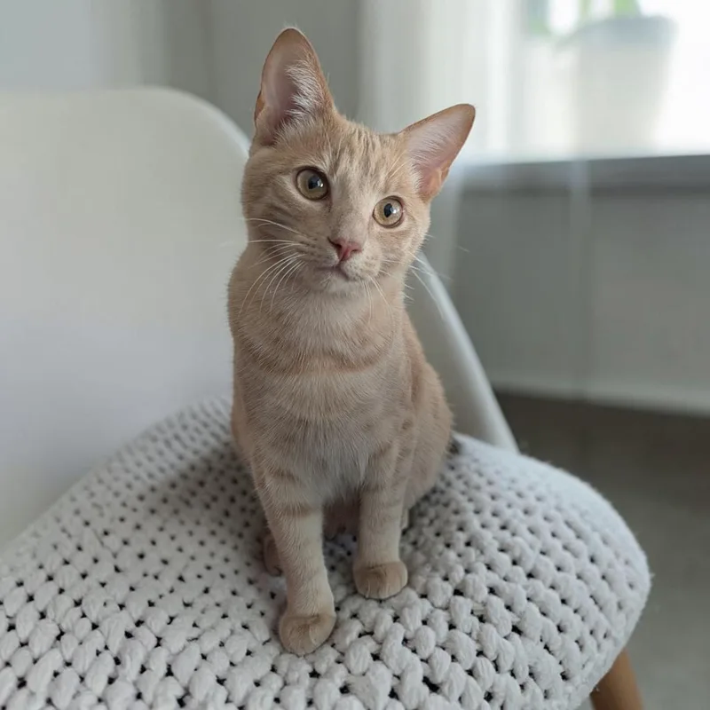 Jalapeno thumbnail 4