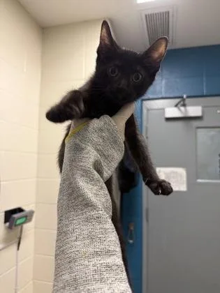 A baby medium-sized male Domestic Short Hair cat named Tim for adoption in Wichita, KS