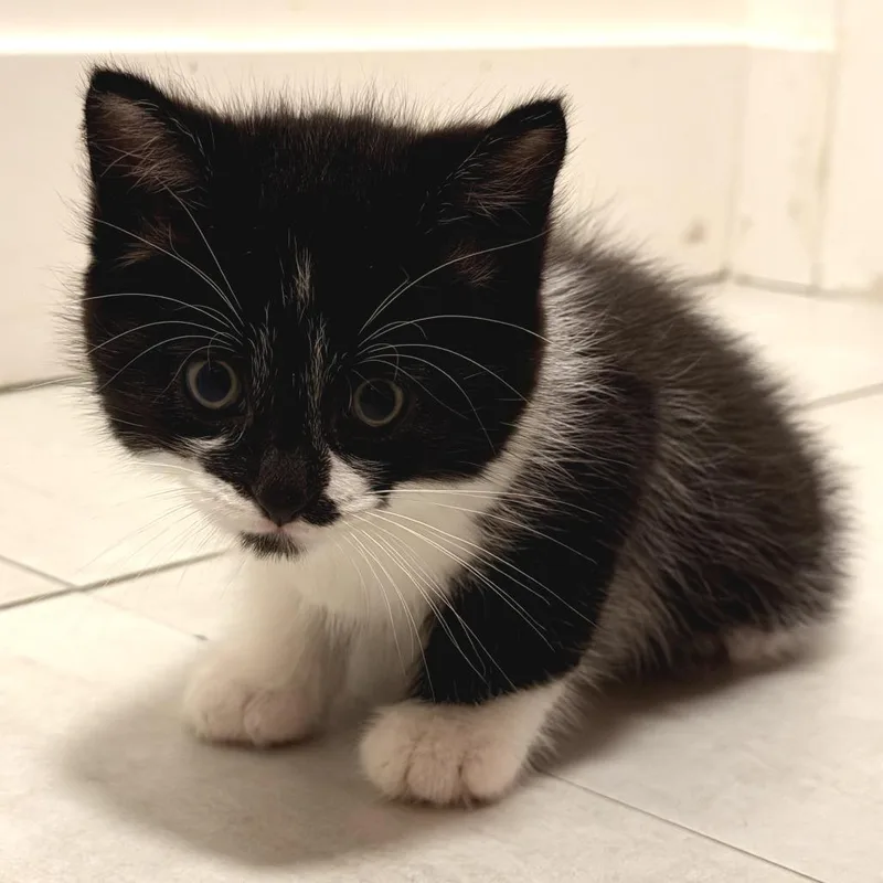 A baby small-sized male Black Domestic Short Hair cat named Tom Nook for adoption in Long Beach, CA