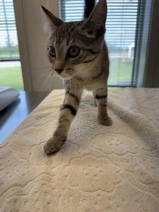 A young medium-sized female Domestic Short Hair cat named Pebble for adoption in Lafayette, IN