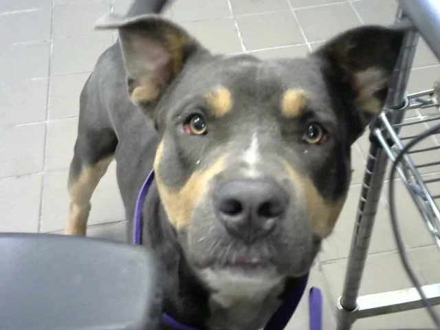 A young medium-sized male Pit Bull Terrier dog named King for adoption in Albuquerque, NM