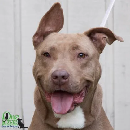 An adult large-sized female American Bulldog dog named Gladys for adoption in Savannah, GA