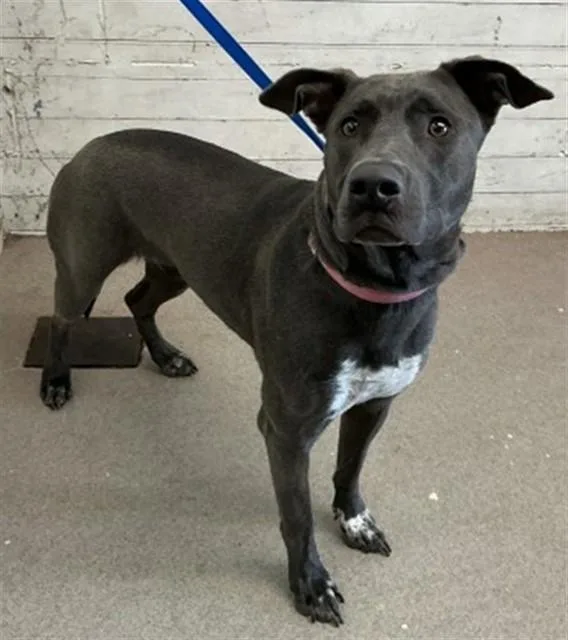 A young medium-sized female Catahoula Leopard Dog dog named Lily for adoption in San Bernardino, CA