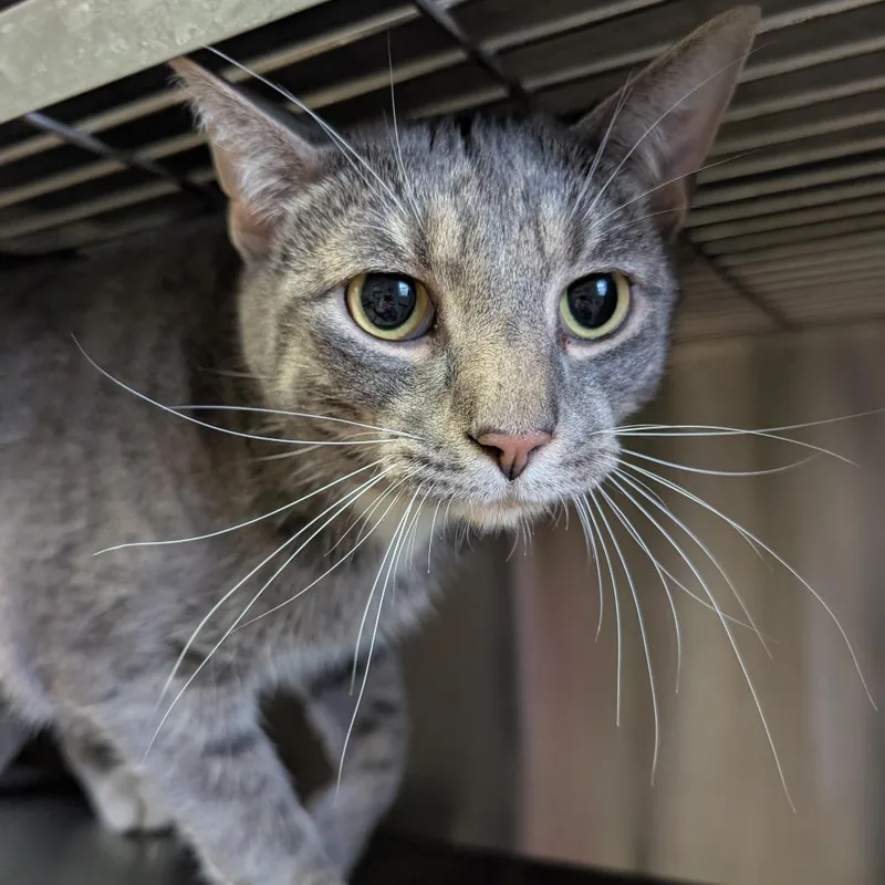 An adult medium-sized female Gray / Blue / Silver Domestic Short Hair cat named Tulip for adoption in Springfield, IL