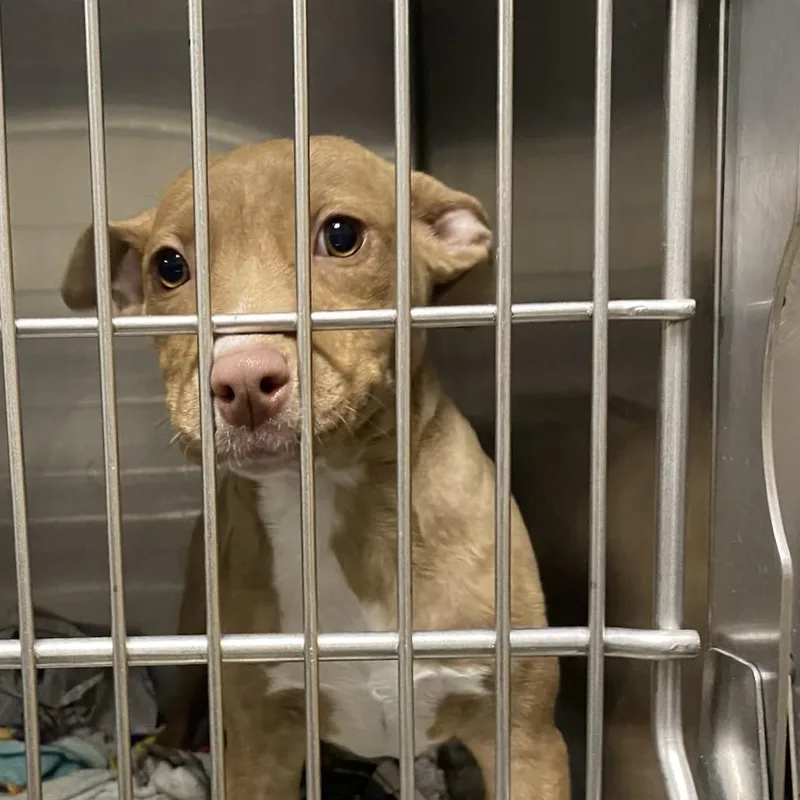 A young medium-sized female Yellow / Tan / Blond / Fawn Terrier dog named Gwen U for adoption in Tupelo, MS