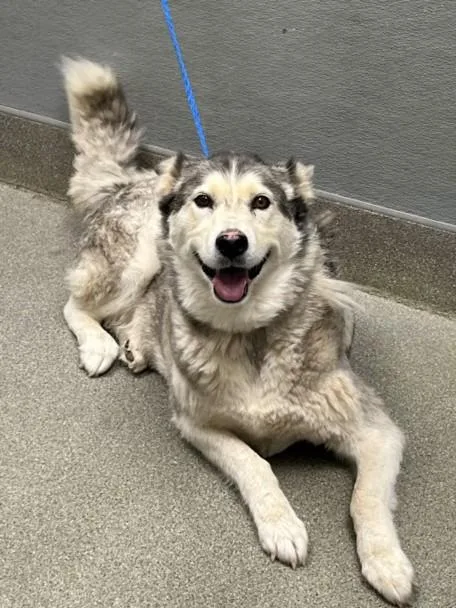 An adult large-sized female Siberian Husky dog named Luna for adoption in Las Vegas, NV
