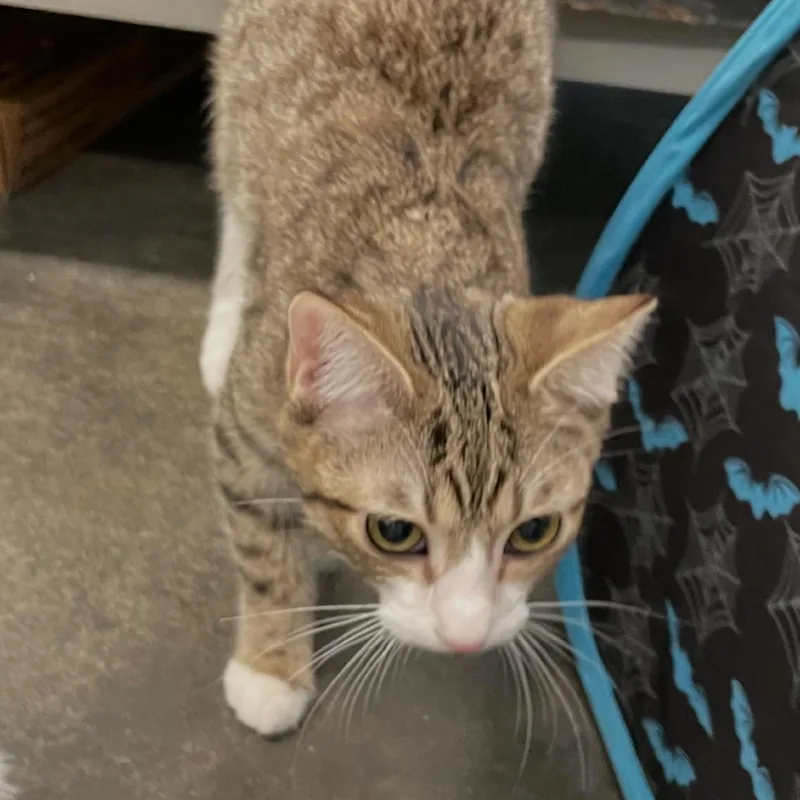 A young small-sized female Brown / Chocolate Domestic Short Hair cat named Tamale for adoption in Garfield, AR