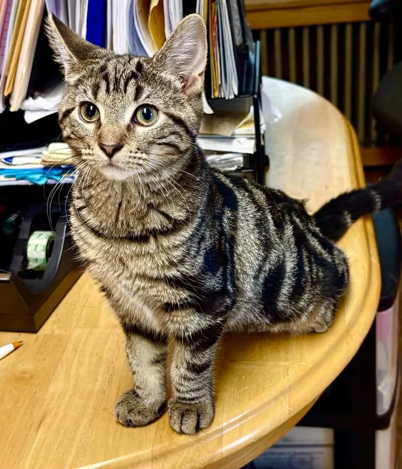 A baby small-sized female Domestic Short Hair cat named Sassy for adoption in East Greenville, PA