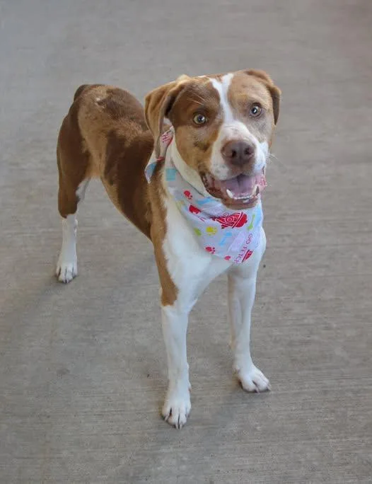 A young large-sized male Mixed Breed dog named Messi for adoption in McKinney, TX